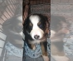 Small Photo #25 Australian Shepherd Puppy For Sale in SAINT AUGUSTINE, FL, USA