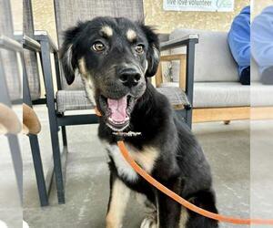 German Shepherd Dog-Unknown Mix Dogs for adoption in Camarillo, CA, USA