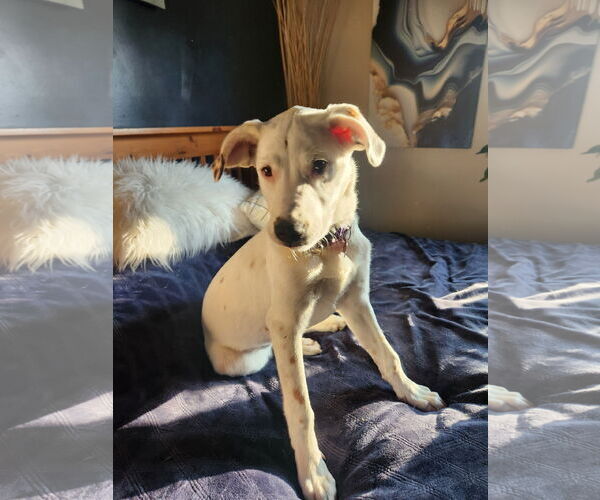 Medium Photo #9 Mutt Puppy For Sale in Farmington, MN, USA