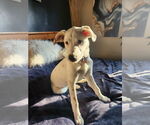 Small #8 Mutt