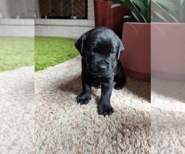 Medium Photo #2 Labrador Retriever Puppy For Sale in SAINT JOHNS, MI, USA