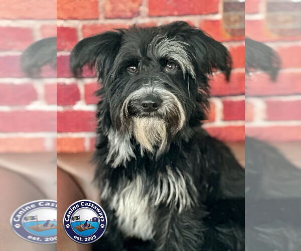 Medium Photo #4 Mutt Puppy For Sale in Arcadia, FL, USA