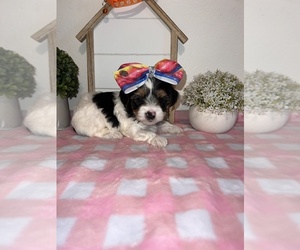 Biewer Terrier Puppy for sale in CLOVIS, CA, USA