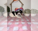 Small Biewer Terrier