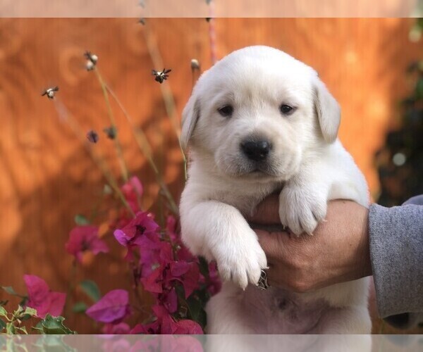 Medium Photo #4 Labrador Retriever Puppy For Sale in MORENO VALLEY, CA, USA