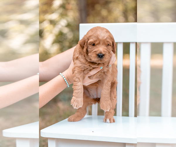 Medium Photo #3 Goldendoodle (Miniature) Puppy For Sale in ASH GROVE, MO, USA