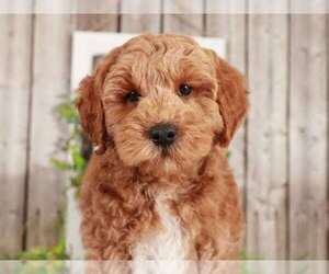 Goldendoodle Puppy for sale in MOUNT VERNON, OH, USA