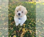 Small Photo #5 Maltipoo Puppy For Sale in LOS ANGELES, CA, USA