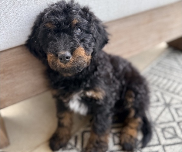 Medium Photo #47 Aussie-Poo-Bernedoodle Mix Puppy For Sale in LEXINGTON, SC, USA