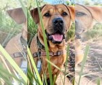 Small #1 Chinese Shar-Pei-Labrador Retriever Mix