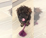 Small Photo #1 Poodle (Toy) Puppy For Sale in BALTIMORE, MD, USA