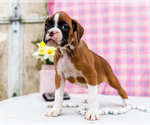 Small Photo #31 Boxer Puppy For Sale in WAKARUSA, IN, USA