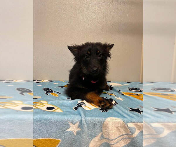 Medium Photo #3 Border Collie Puppy For Sale in Osgood, IN, USA