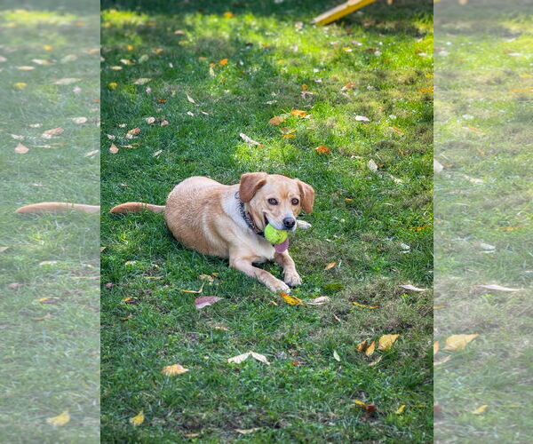 Medium Photo #3 Labrador Retriever-Unknown Mix Puppy For Sale in San Diego, CA, USA