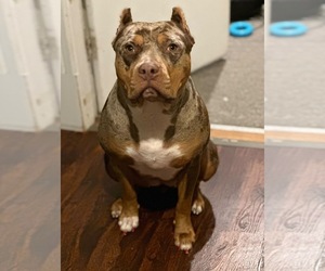 Mother of the American Bully puppies born on 03/10/2025