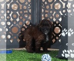 Small #3 Poodle (Miniature)