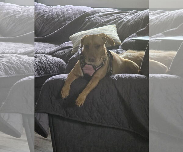 Medium Photo #2 Basset Hound-Labrador Retriever Mix Puppy For Sale in Morganville, NJ, USA