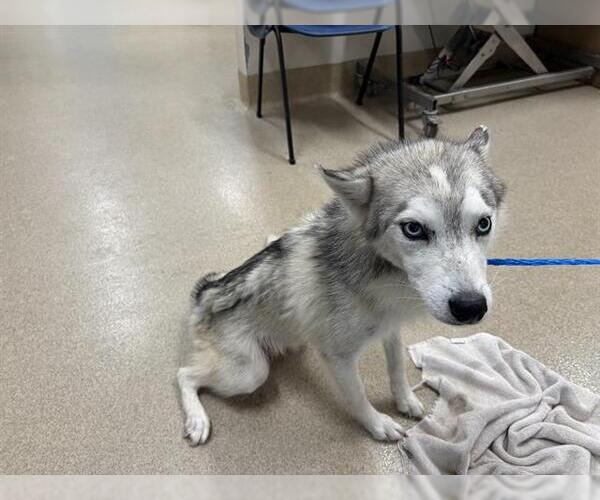 Medium Photo #1 Siberian Husky-Unknown Mix Puppy For Sale in Grand Prairie, TX, USA