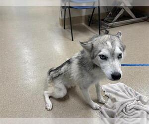 Siberian Husky-Unknown Mix Dogs for adoption in Grand Prairie, TX, USA