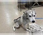 Small Siberian Husky Mix