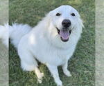 Small #4 Great Pyrenees