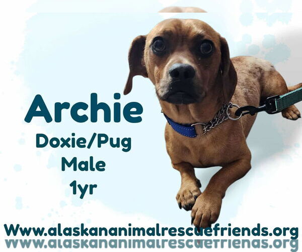 Medium Photo #1 Daug Puppy For Sale in Anchorage, AK, USA