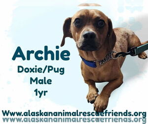 Daug Dogs for adoption in Anchorage, AK, USA