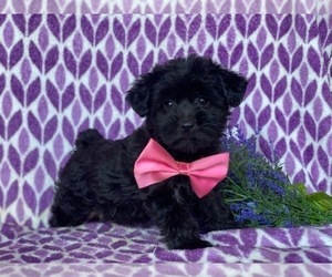 YorkiePoo Puppy for sale in LANCASTER, PA, USA