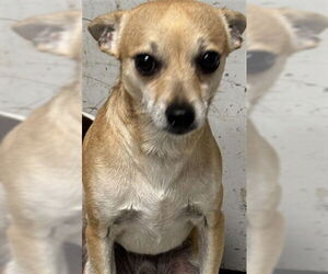 Chihuahua Dogs for adoption in Palmetto, FL, USA