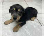 Small #1 Basset Hound Mix