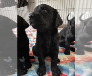Black and Tan Coonhound-Goldendoodle Mix Puppy for sale in TOMPKINSVILLE, KY, USA
