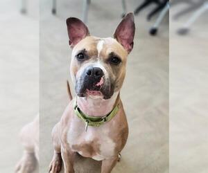 American Staffordshire Terrier-Unknown Mix Dogs for adoption in Akron, OH, USA