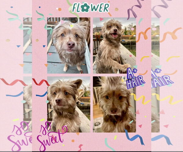 Medium Photo #2 Cairn Terrier-Unknown Mix Puppy For Sale in Littleton, CO, USA