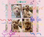 Small #1 Cairn Terrier Mix