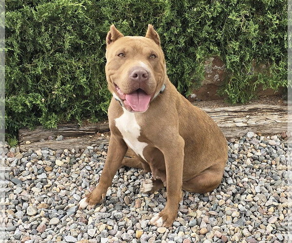 Medium Photo #4 American Staffordshire Terrier-Bulldog Mix Puppy For Sale in Albuquerque, NM, USA