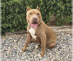 Small #3 American Staffordshire Terrier-Bulldog Mix
