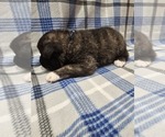 Small Photo #8 Akita Puppy For Sale in DAYTON, WY, USA