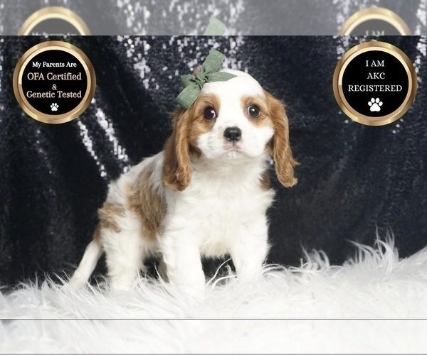 Medium Photo #7 Cavalier King Charles Spaniel Puppy For Sale in WARSAW, IN, USA