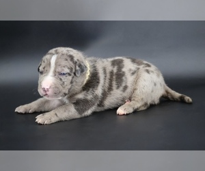 American Bully Puppy for sale in CHAMPAIGN, IL, USA