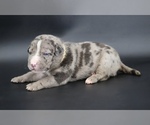 Image preview for Ad Listing. Nickname: Kufale