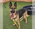 Small German Shepherd Dog Mix