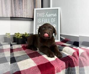 Labrador Retriever Puppy for sale in FRANKLIN, IN, USA