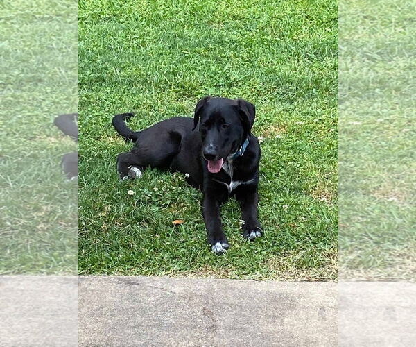 Medium Photo #3 Labrenees Puppy For Sale in Farmerville, LA, USA