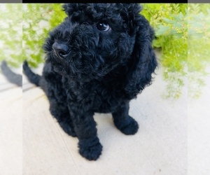 Goldendoodle (Miniature) Puppy for sale in HOUSTON, TX, USA