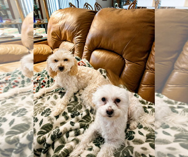 Medium Photo #1 Maltese-Unknown Mix Puppy For Sale in Lake Forest, CA, USA