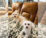 Small Maltese Mix