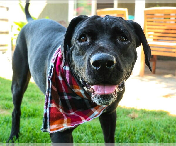 Medium Photo #25 Mutt Puppy For Sale in Lake Forest, CA, USA