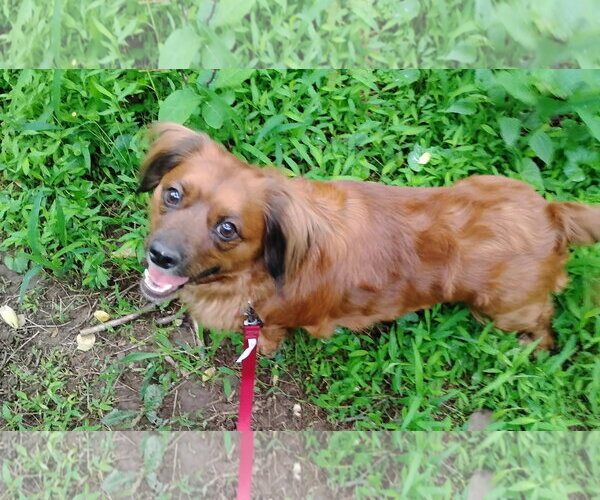 Medium Photo #4 Dameranian Puppy For Sale in Fruitland, SC, USA