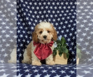Cavapoo Puppy for sale in BIRD IN HAND, PA, USA