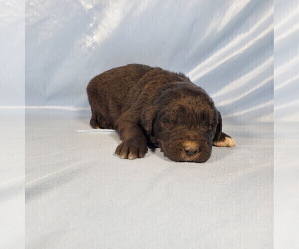 Medium Photo #4 Golden Mountain Dog Puppy For Sale in BLACK FOREST, CO, USA
